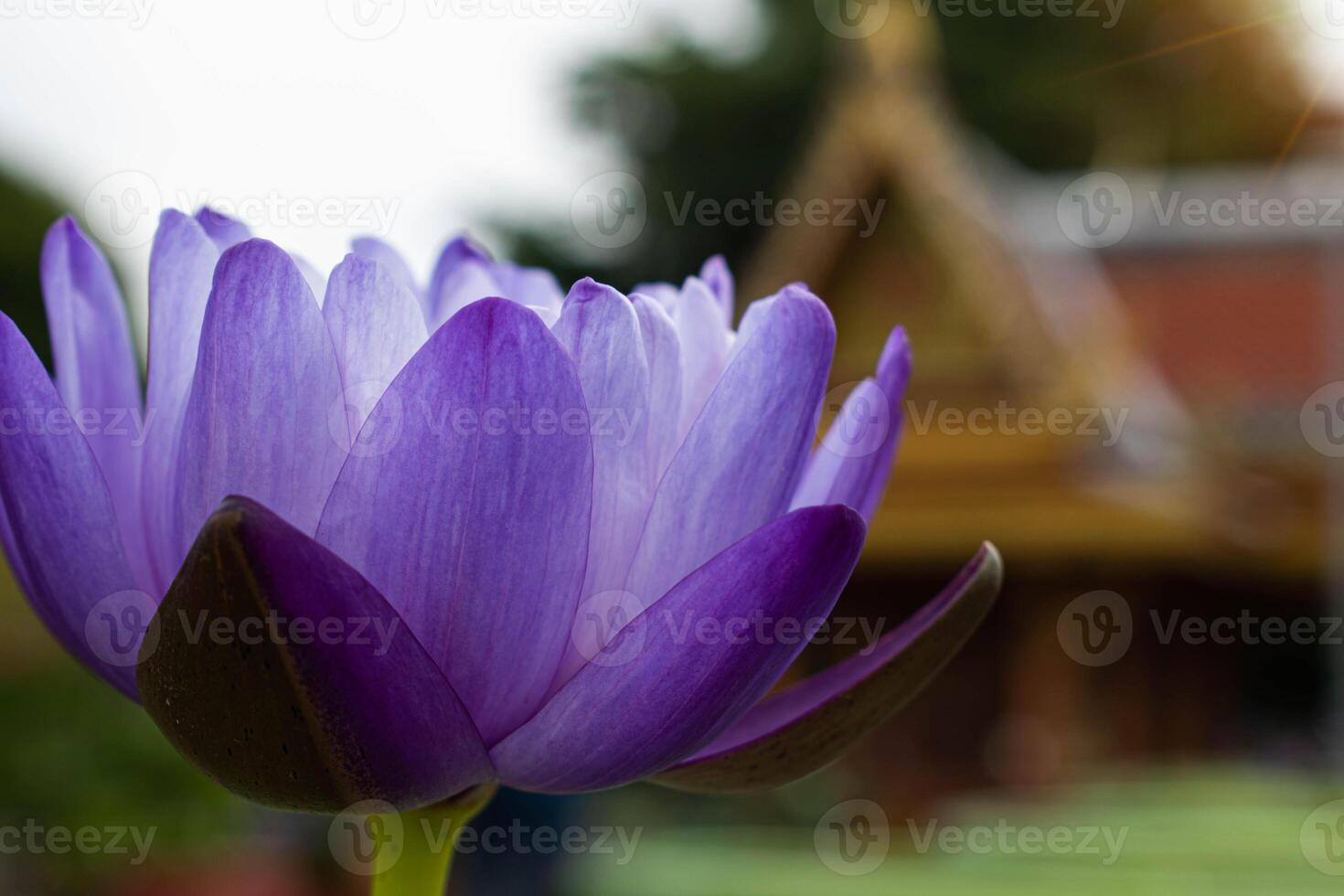 close up Purple lotus flowers blooming in the pond with nature background with soft light of the sun. picture looking happy. photo