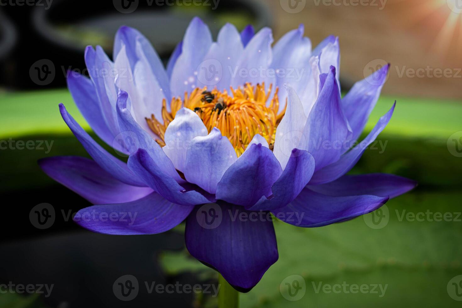 close up Purple lotus flowers blooming in the pond with nature background with soft light of the sun. picture looking happy. photo