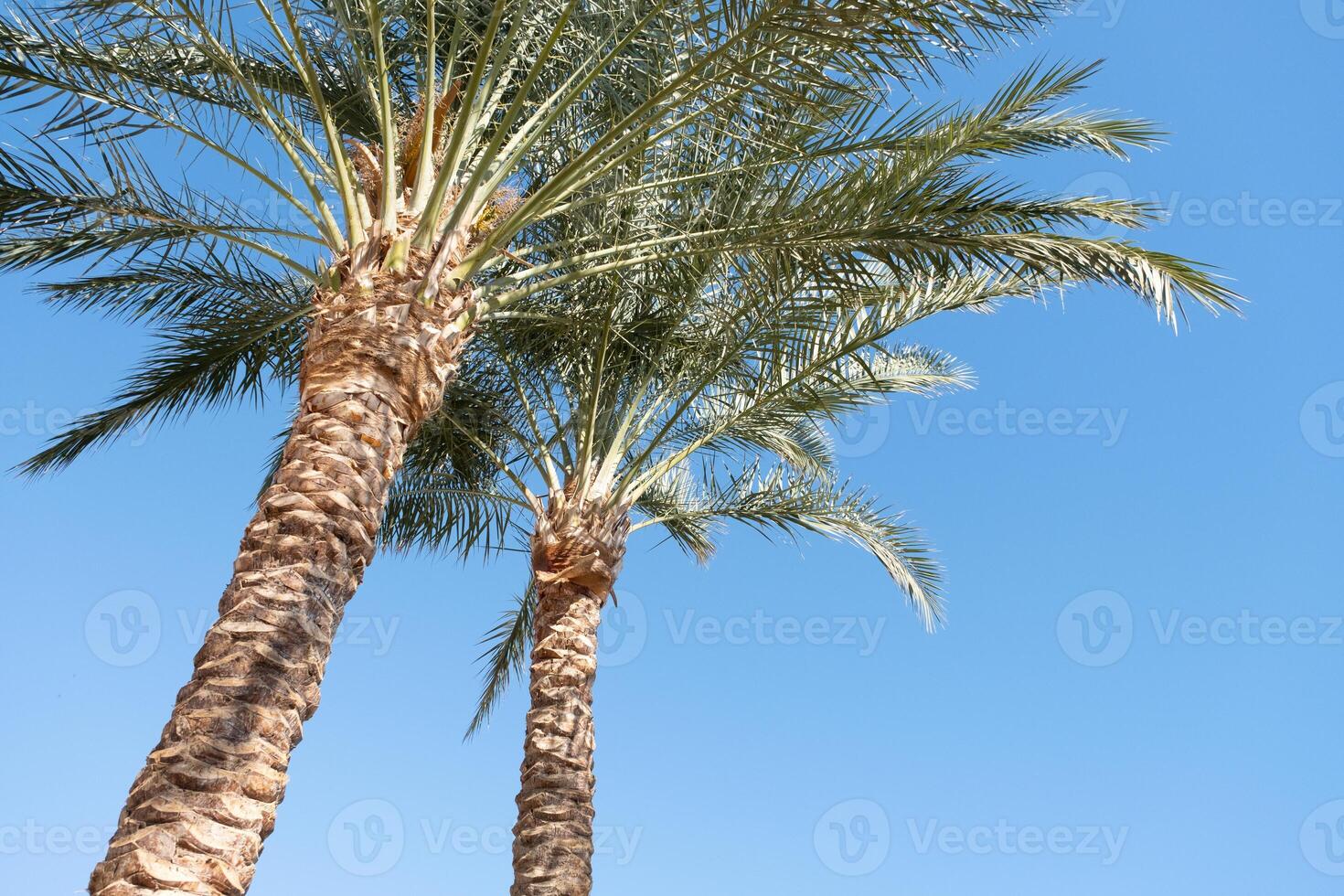 palm trees on the background on sky background photo