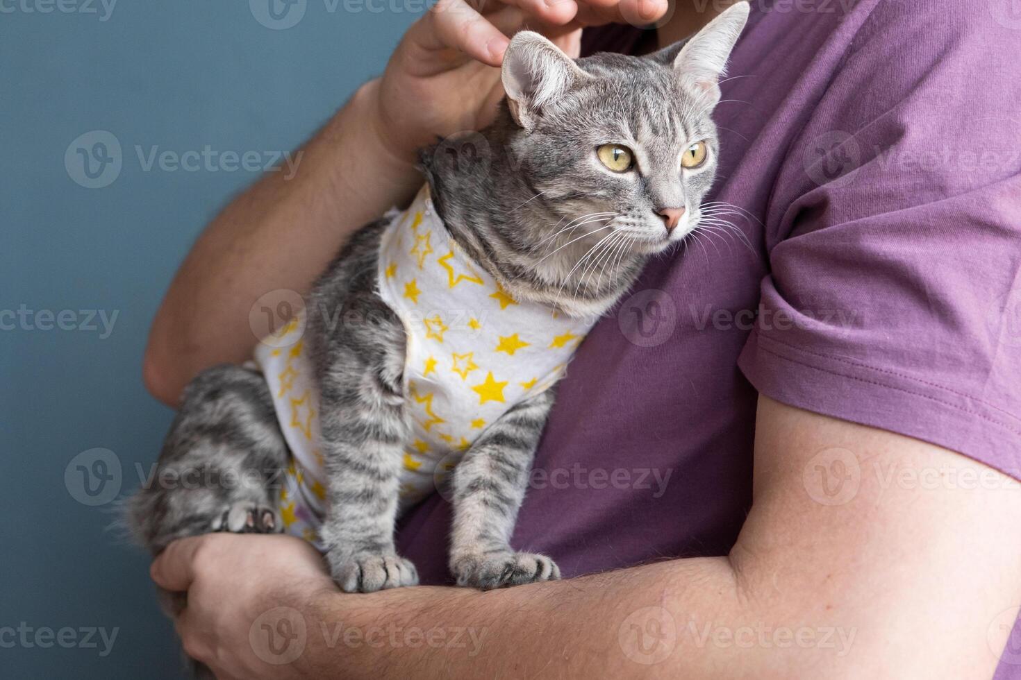 Pet sterilization concept. Adorable kitty portrait in special suit bandage recovering after surgery photo