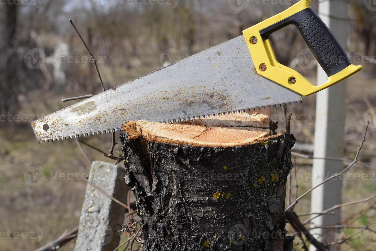 Saw a hacksaw at the cut branch. Cutting a tree branch with a hand garden saw. photo
