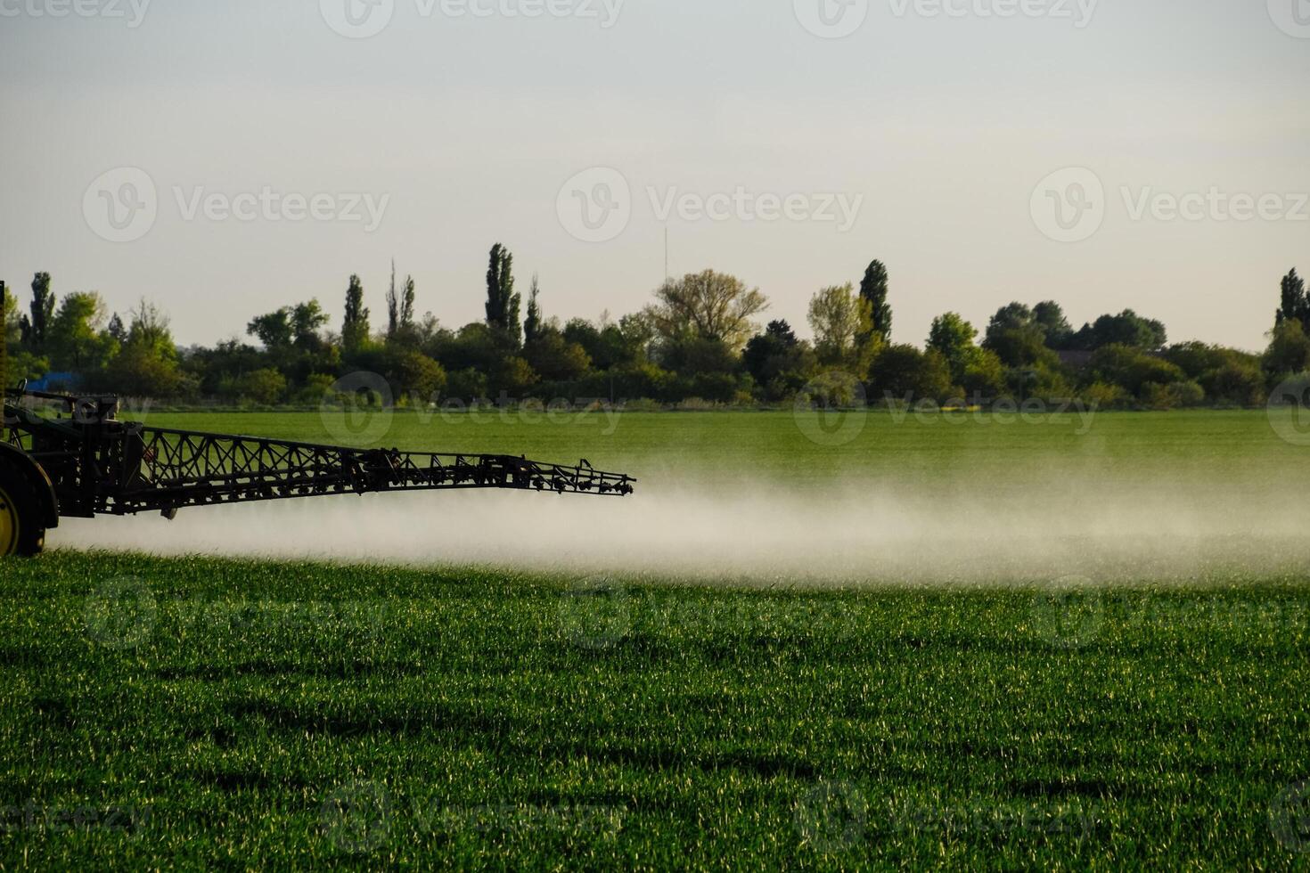 tractor with the help of a sprayer sprays liquid fertilizers on young wheat in the field. photo