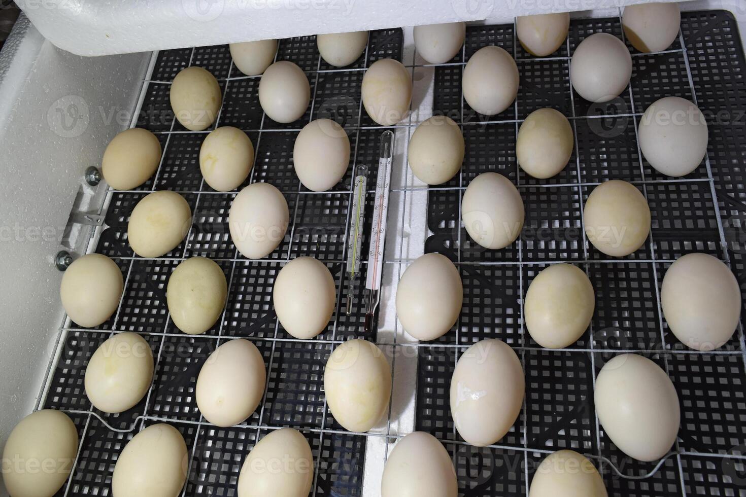 The eggs of a musky duck lying in an incubator. photo