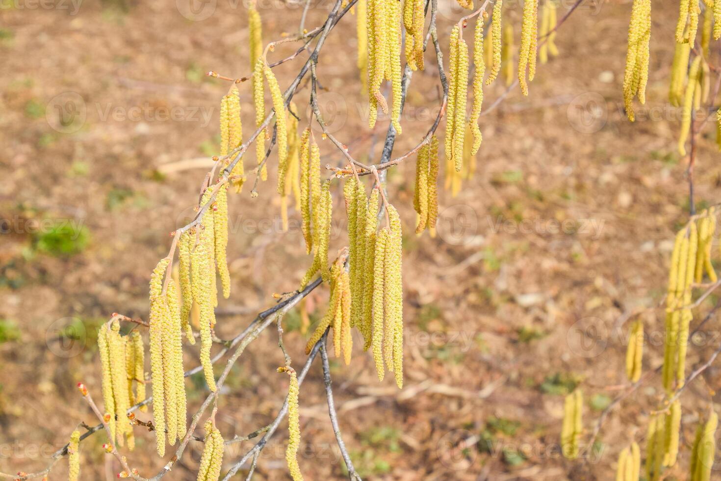 Flowering hazel hazelnut. Hazel catkins on branches. photo