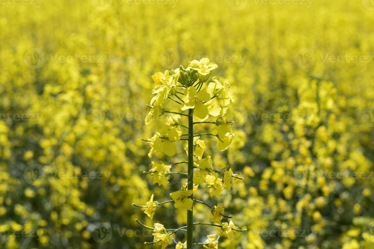 Rapeseed field. Background of rape blossoms. Flowering rape on the field. photo