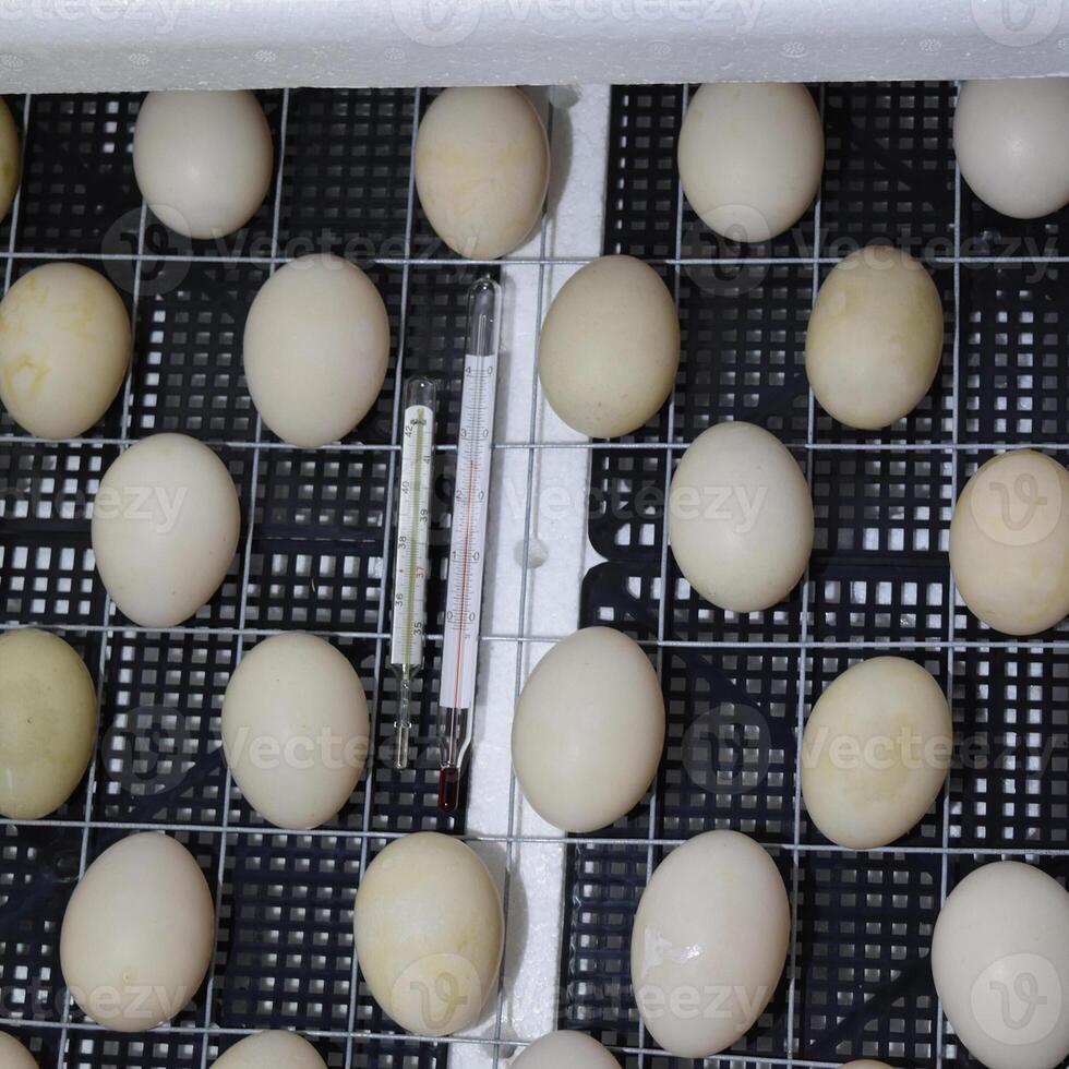 The eggs of a musky duck lying in an incubator. photo