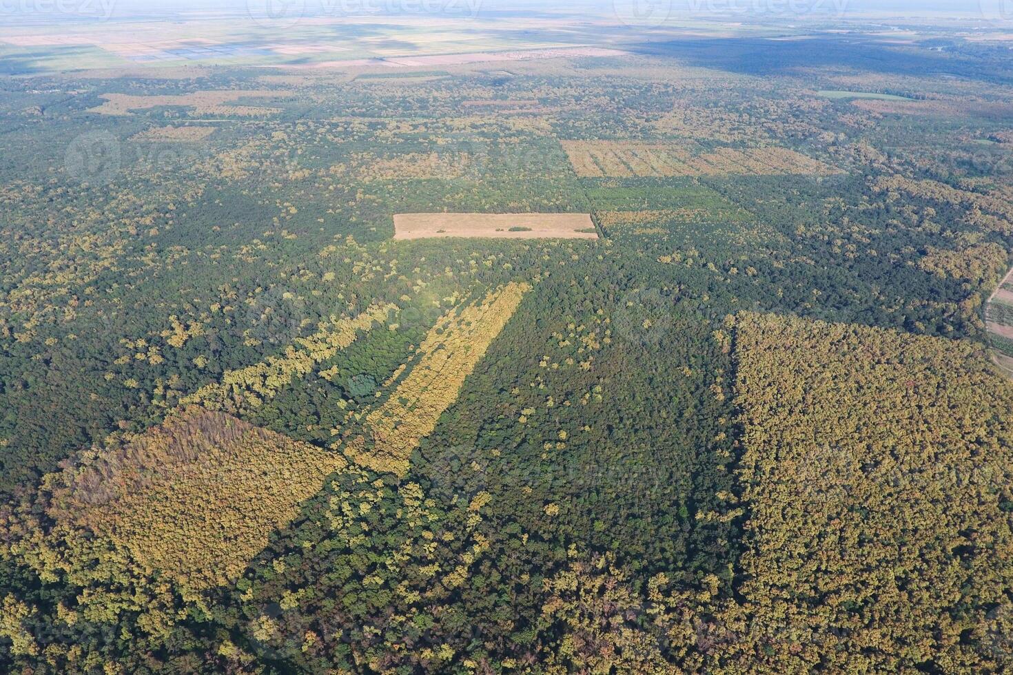 The forest Red forest. Landscape with a bird's eye view photo