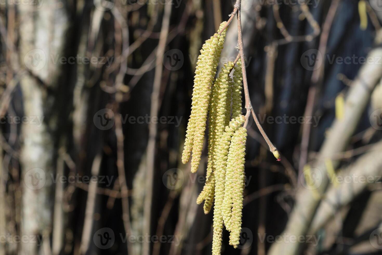 Flowering hazel hazelnut photo