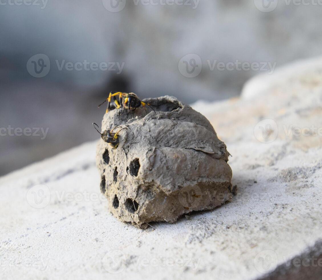 Break a hornet's nest of clay. Nests of clay belonging wasp. Clay camera in the nest and store food for larvae of them. The socket has input and ventillyatsionnye openings photo