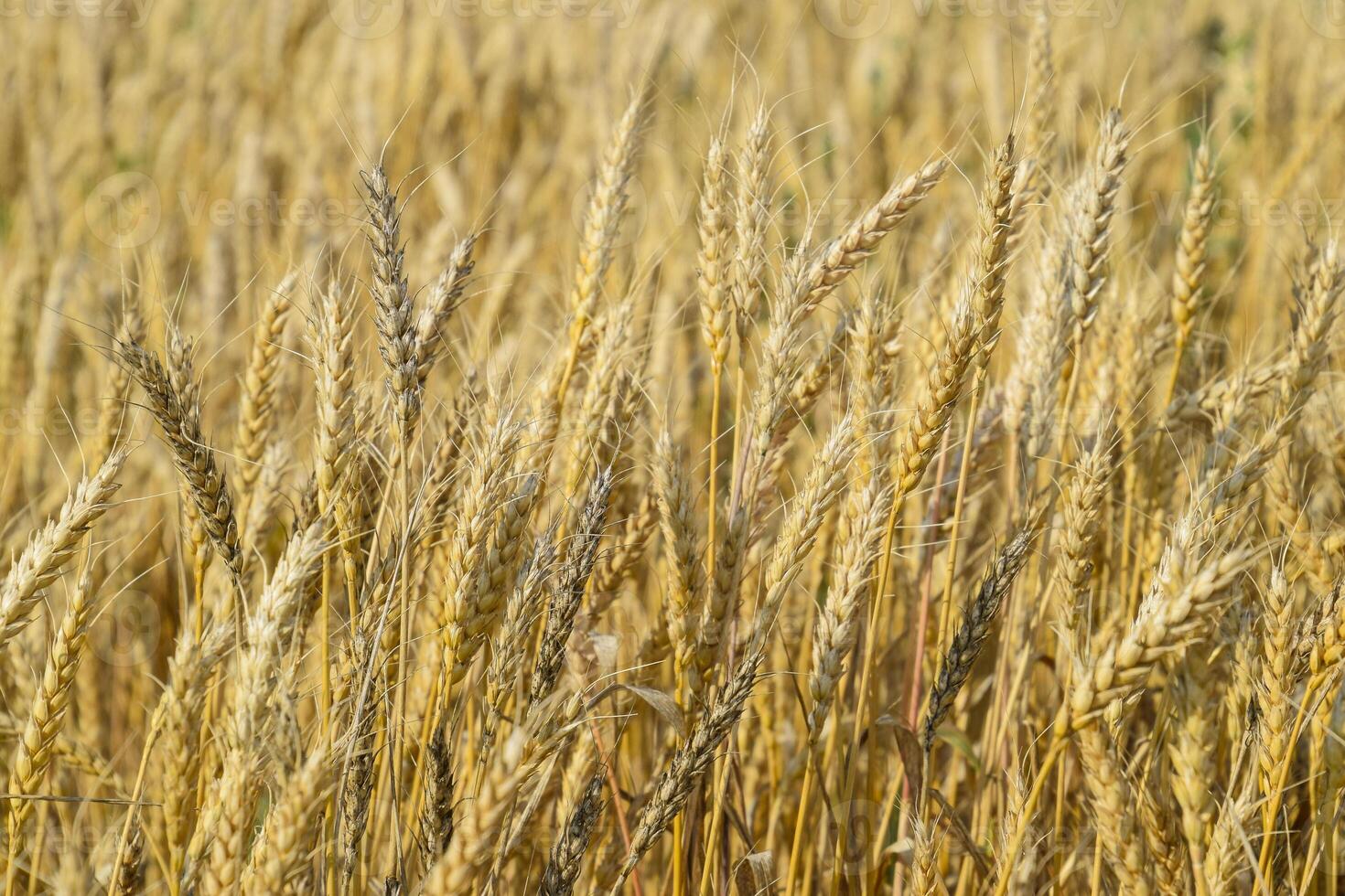 Mature wheat on the field. Spikelets of wheat. Harvest of grain. photo