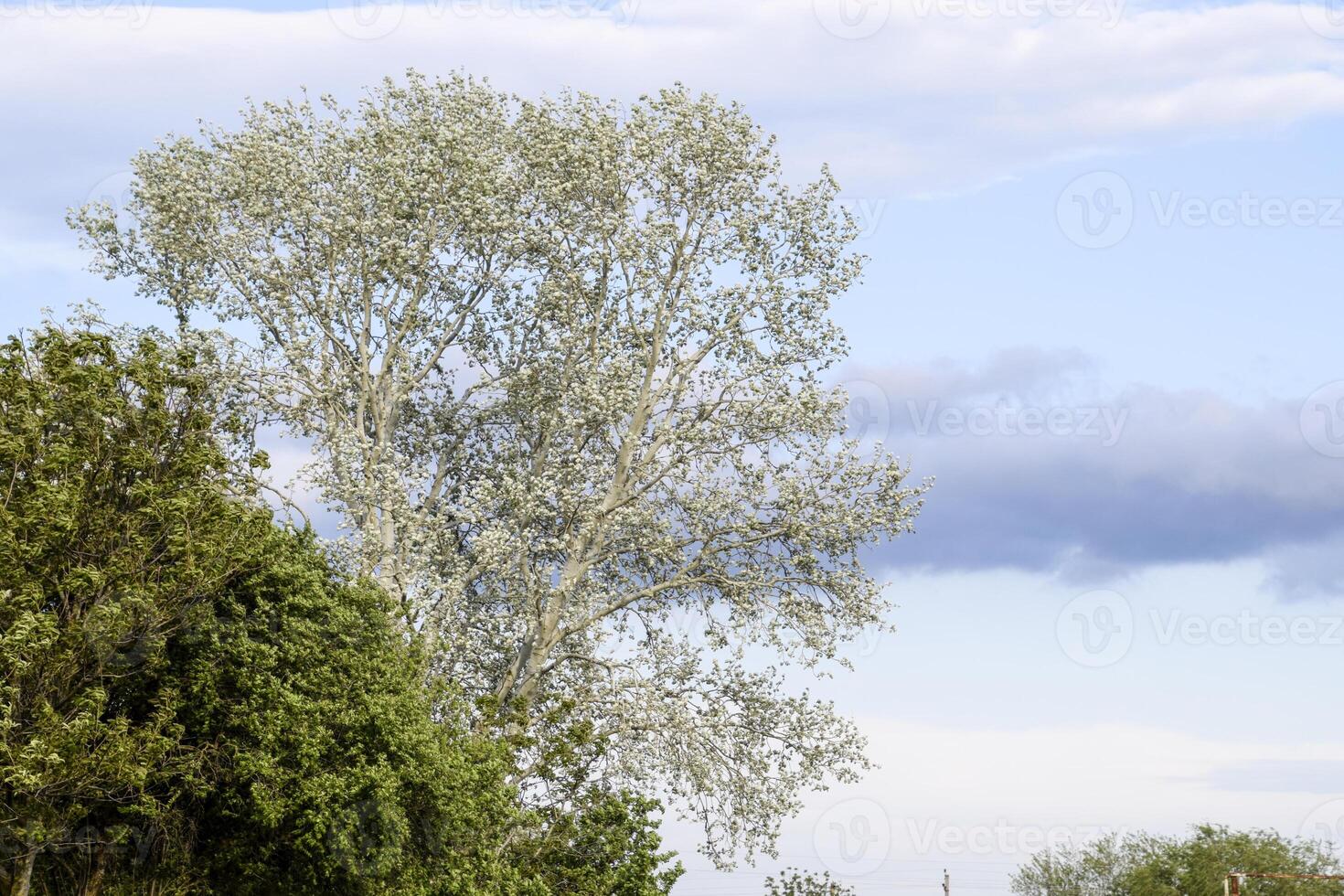 Landscape Silvery poplar and other trees against the sky. photo