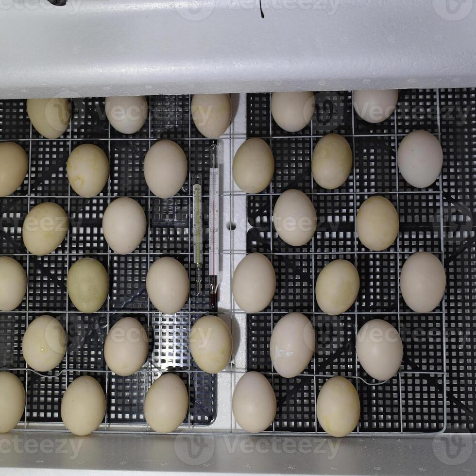 The eggs of a musky duck lying in an incubator. photo
