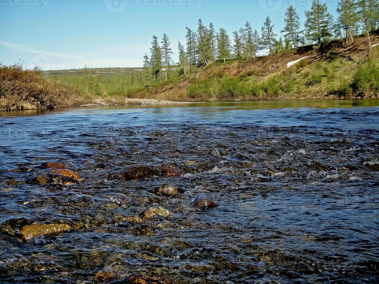 River landscape. Northern reindeer in summer forest. The sky, gr photo