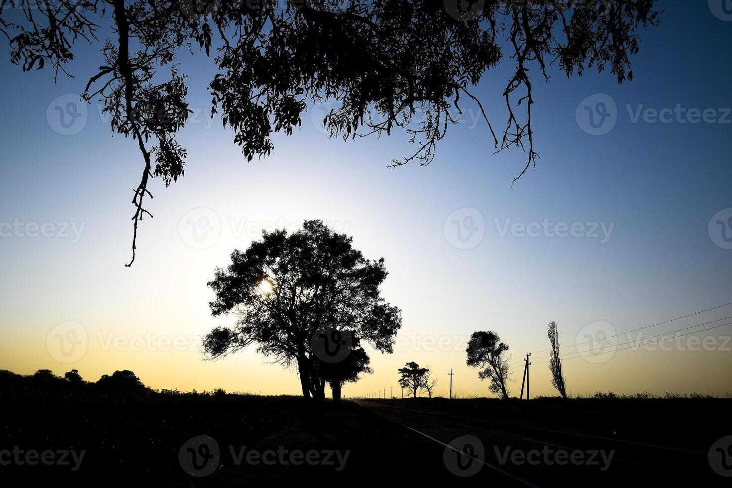 Lime tree on a sunset background. Black silhouette of a tree. photo