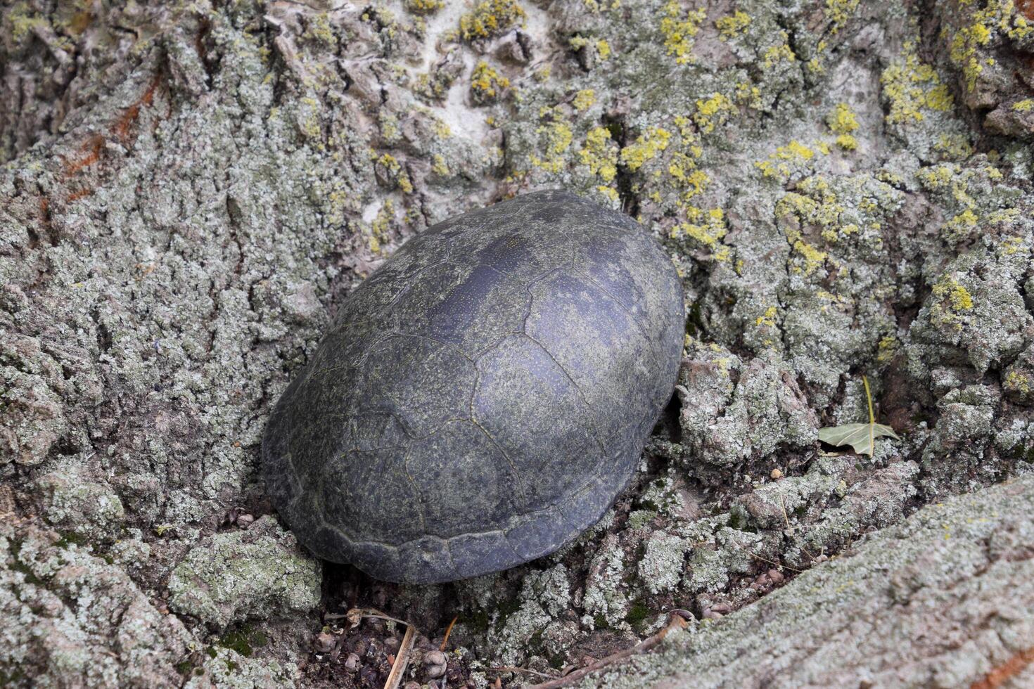 tortoise on the bark of a tree. Ordinary river tortoise of temperate latitudes. The tortoise is an ancient reptile. photo