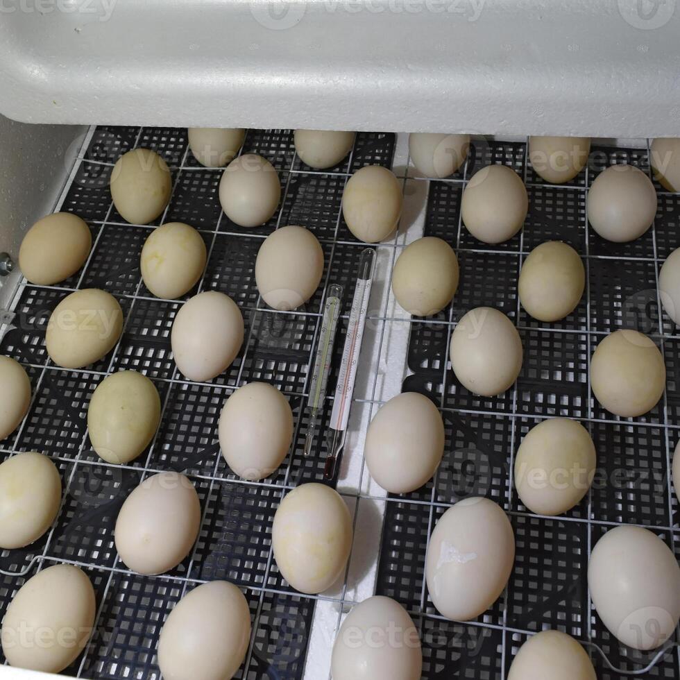 The eggs of a musky duck lying in an incubator. photo