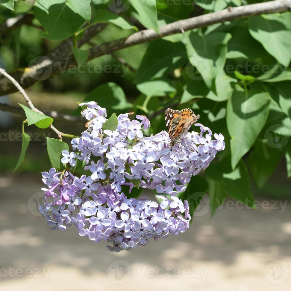 Butterfly rash on lilac colors. Butterfly urticaria. photo