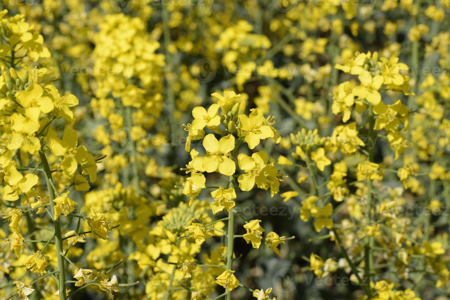 Rapeseed field. Background of rape blossoms. Flowering rape on the field. photo