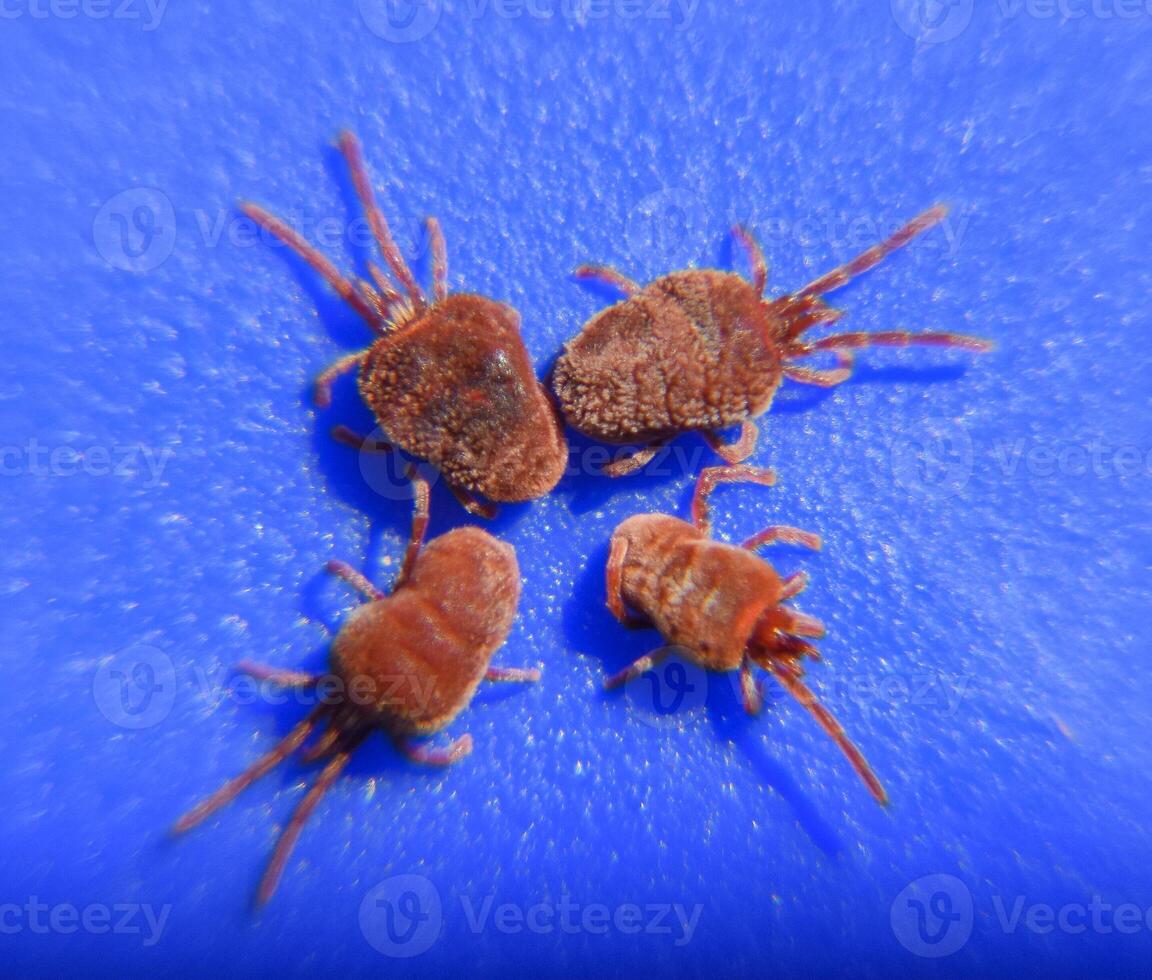 Arthropod mites on a blue background. Close up macro Red velvet photo