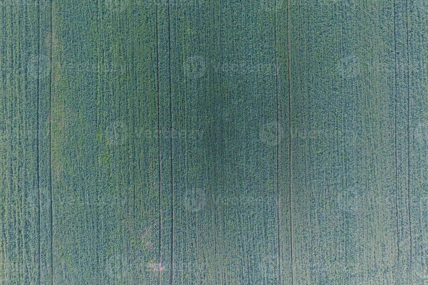 Texture of wheat field. Background of young green wheat on the field. Photo from the quadrocopter. Aerial photo of the wheat field