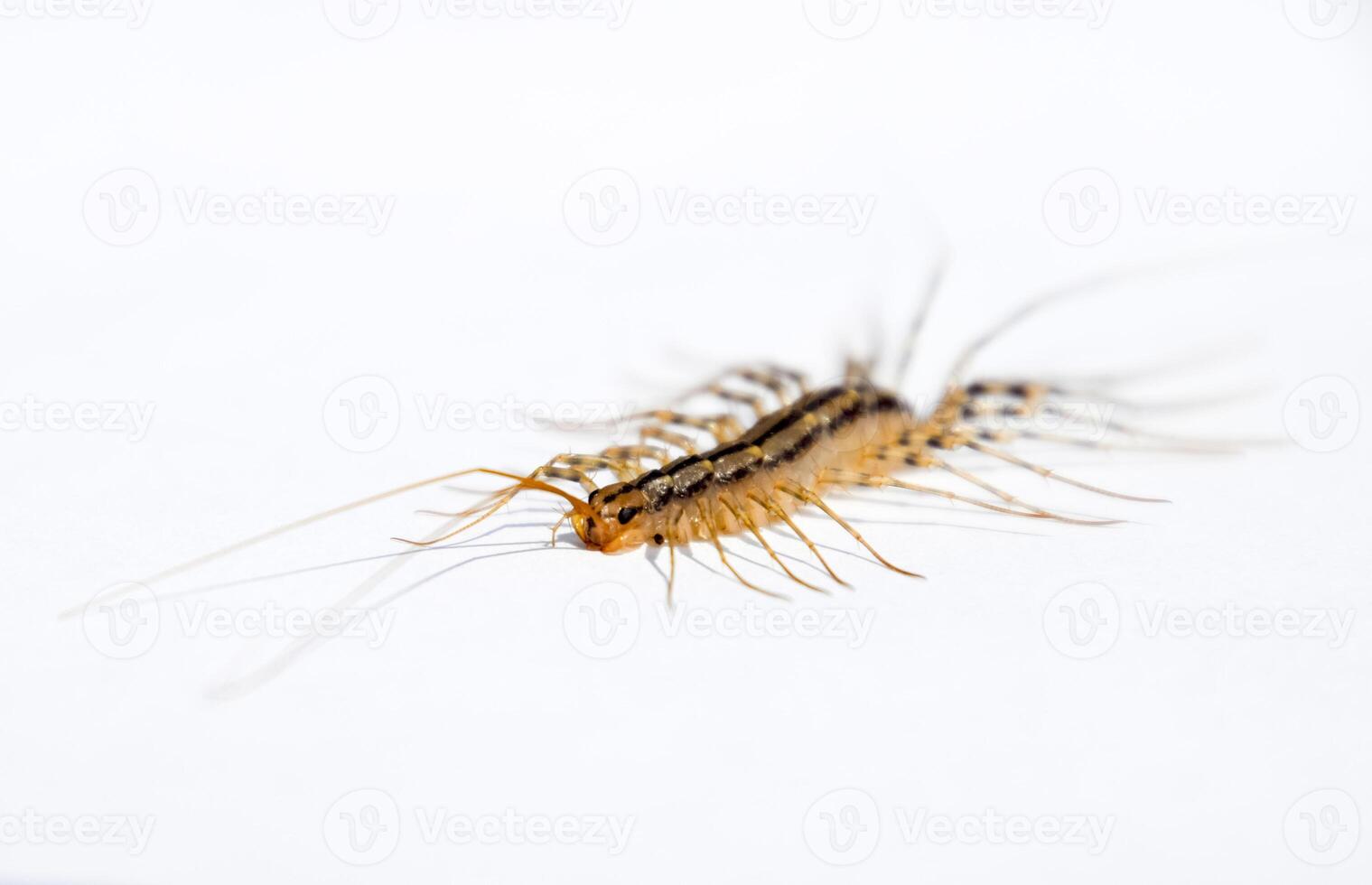 The Flycatcher. Scutigera coleoptrata. Centipede flycatcher, insect predator photo