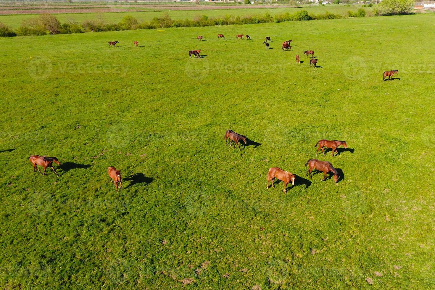 Grazing horses on the field. Shooting horses from quadrocopter. Pasture for horses. photo