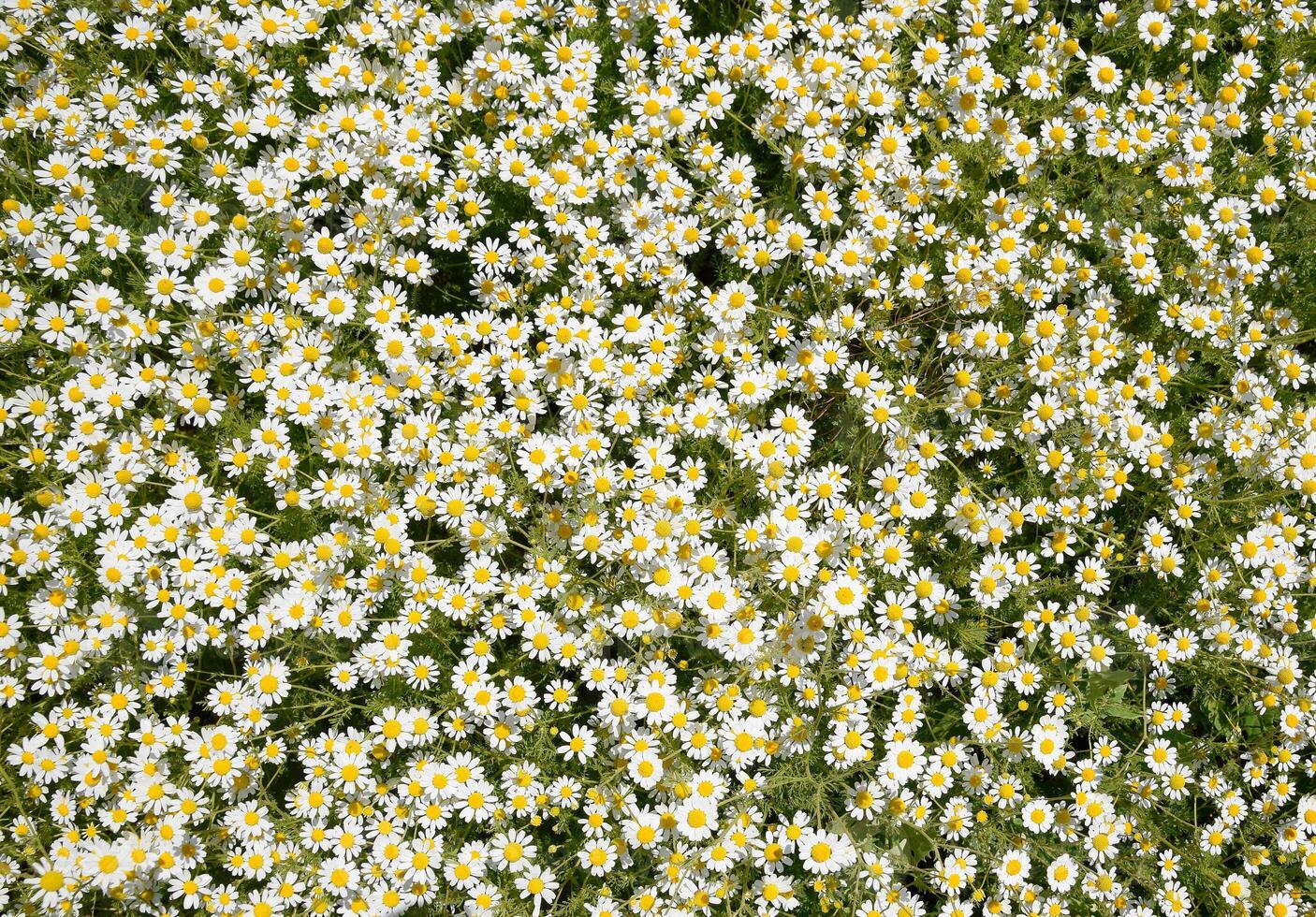 Chamomile flowers. Pharmaceutical camomile. Medicinal plant chamomile, flowering. photo