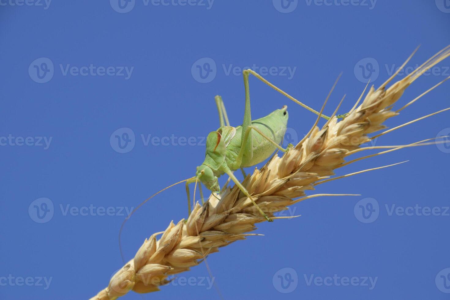 Isophya. Grasshopper is an isophy on a wheat spikelet. Isophya a photo