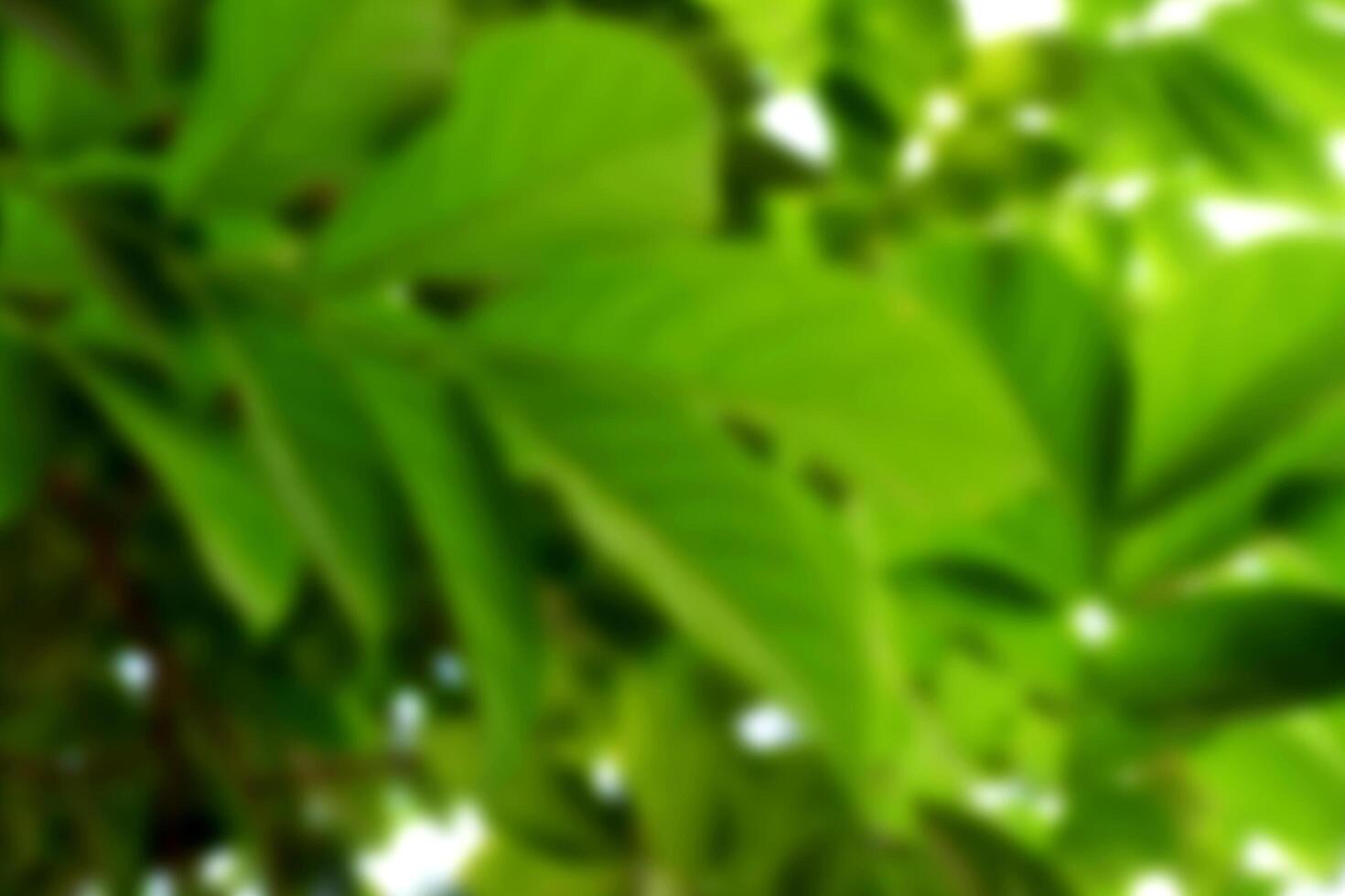 Blurred background of natural tree leaves in sunny day. photo