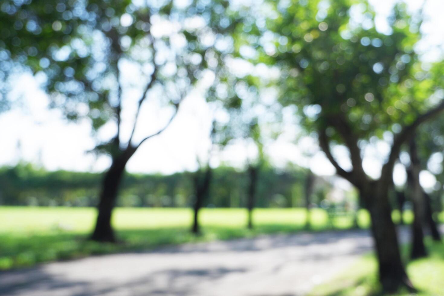 Blurred background of natural tree in park photo