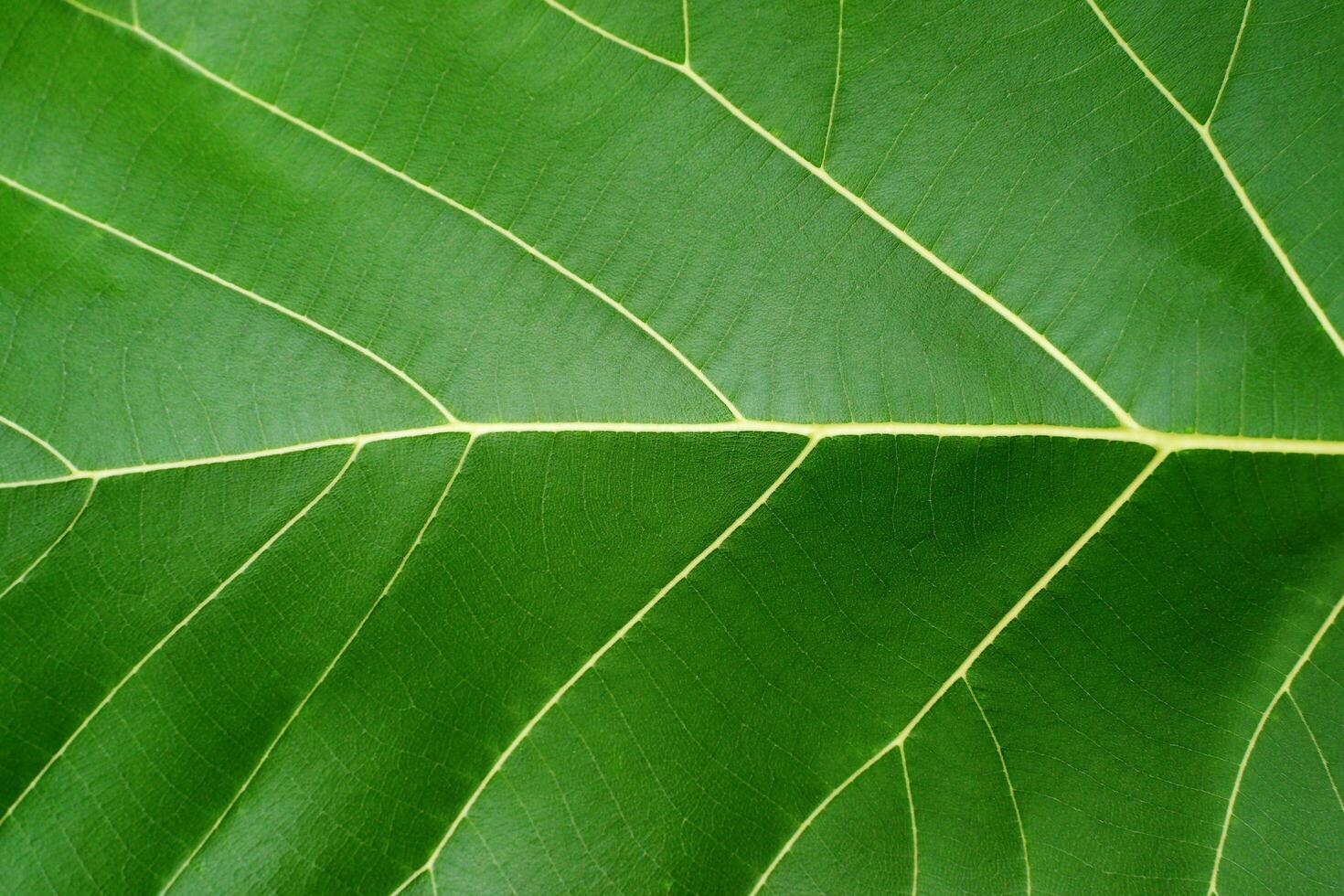 Close-up image of fresh green leaf. photo