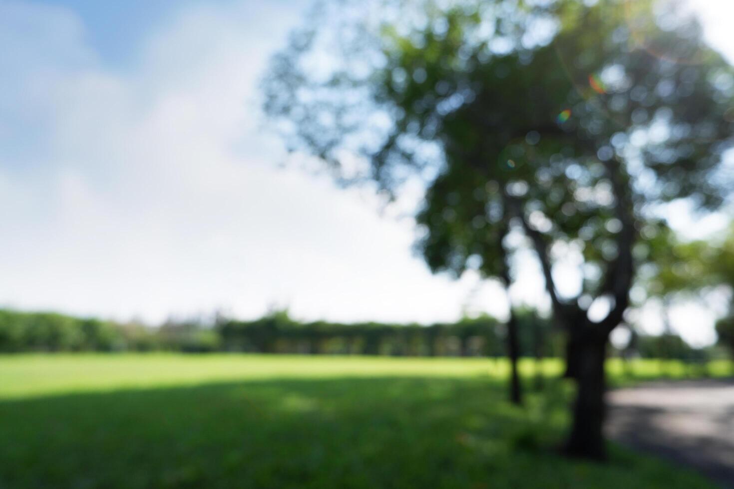 Blurred background of natural tree in park photo