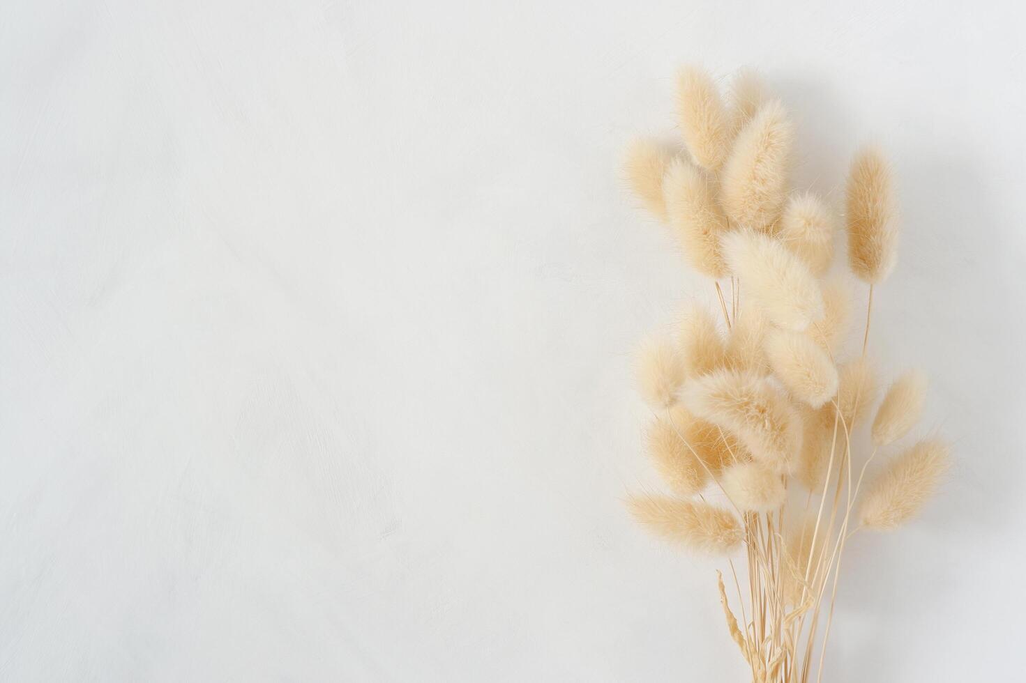 Natural dried bunny tail grass bouquet on white painted background. Feminine styled stock photography for blog posts and social media content. photo