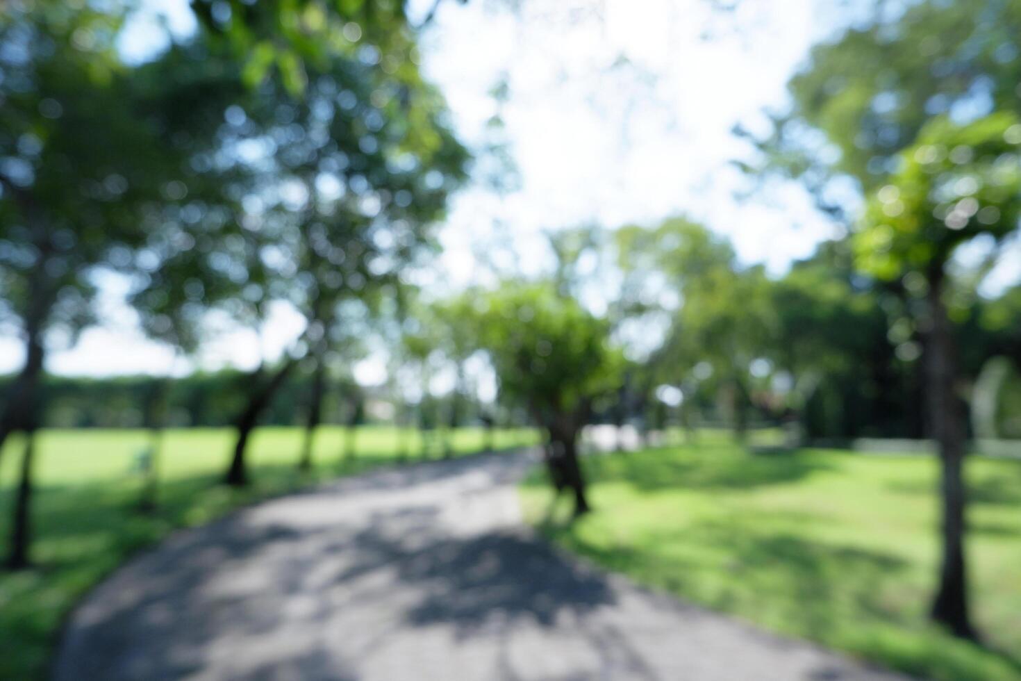 Blurred background of natural tree in park photo