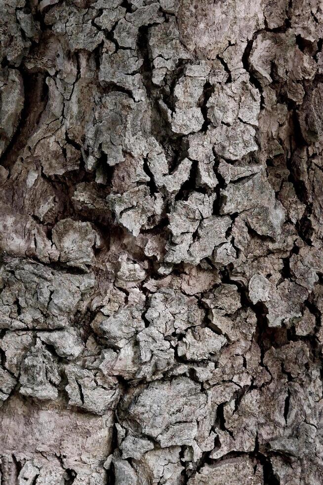 Natural old tree bark texture background. photo