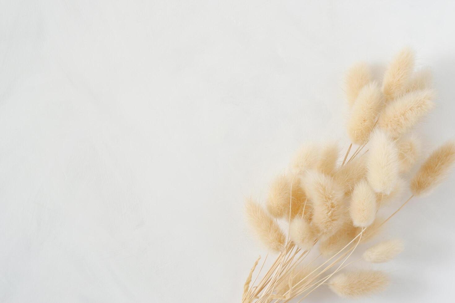 Natural dried bunny tail grass bouquet on white painted background. Feminine styled stock photography for blog posts and social media content. photo