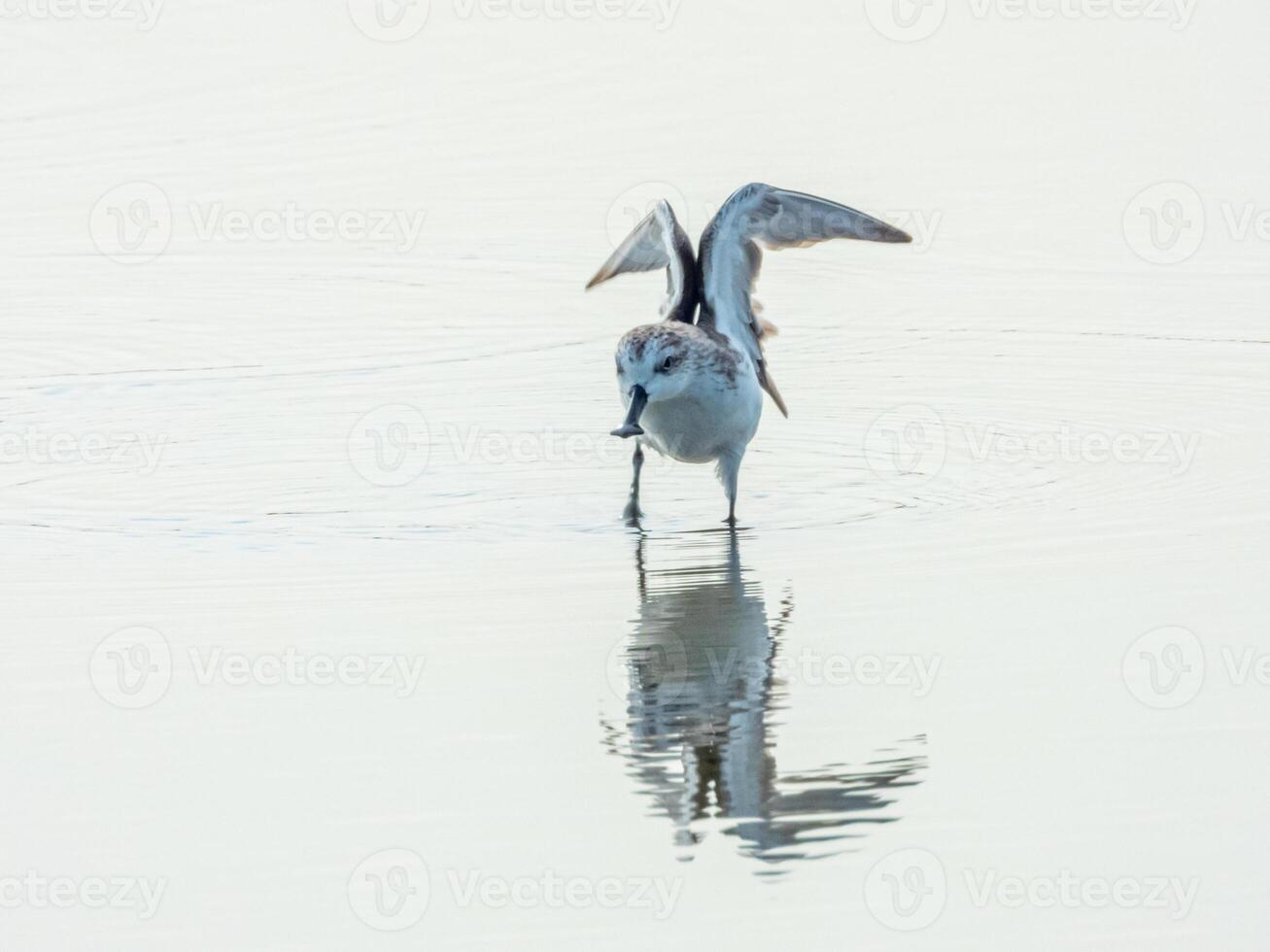 Spoon-billed Sandpiper in Khok Kham Samutsakorn Thailand photo