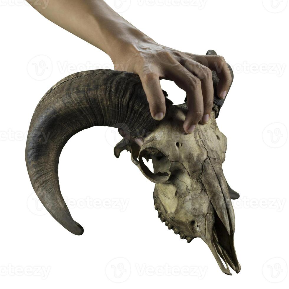 Photo of Horned Goat Or Sheep Hand and Skull