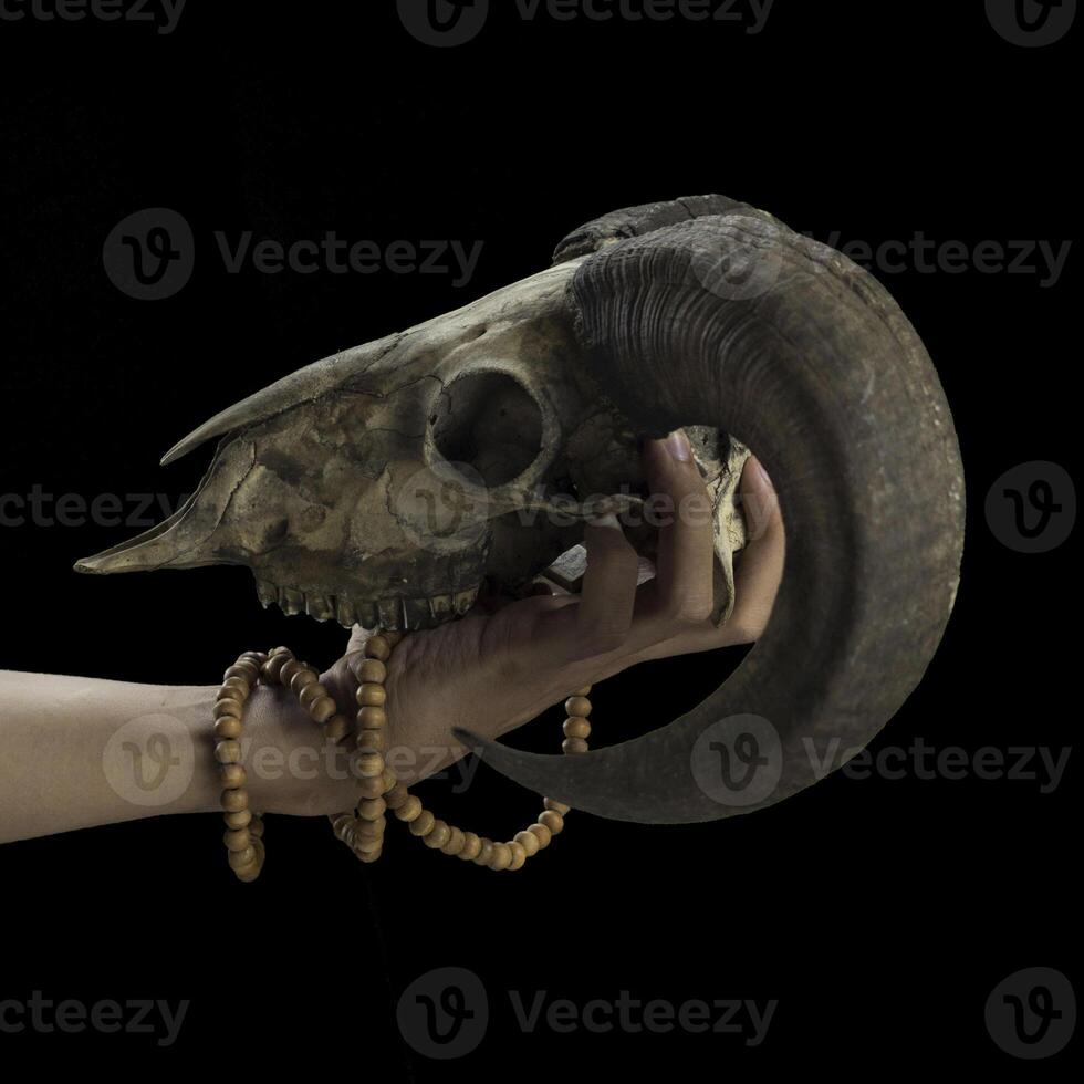 Photo of Horned Goat Or Sheep Hand and Skull