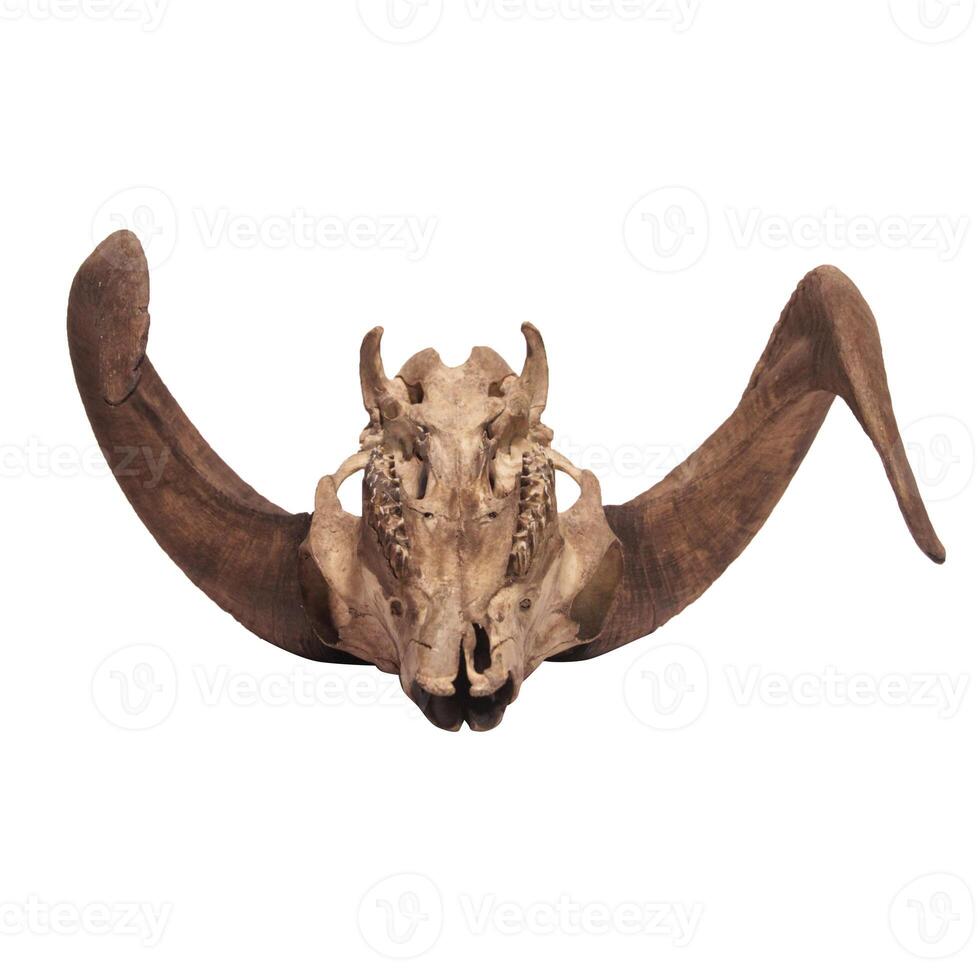 Photo of a goat or sheep skull with horns