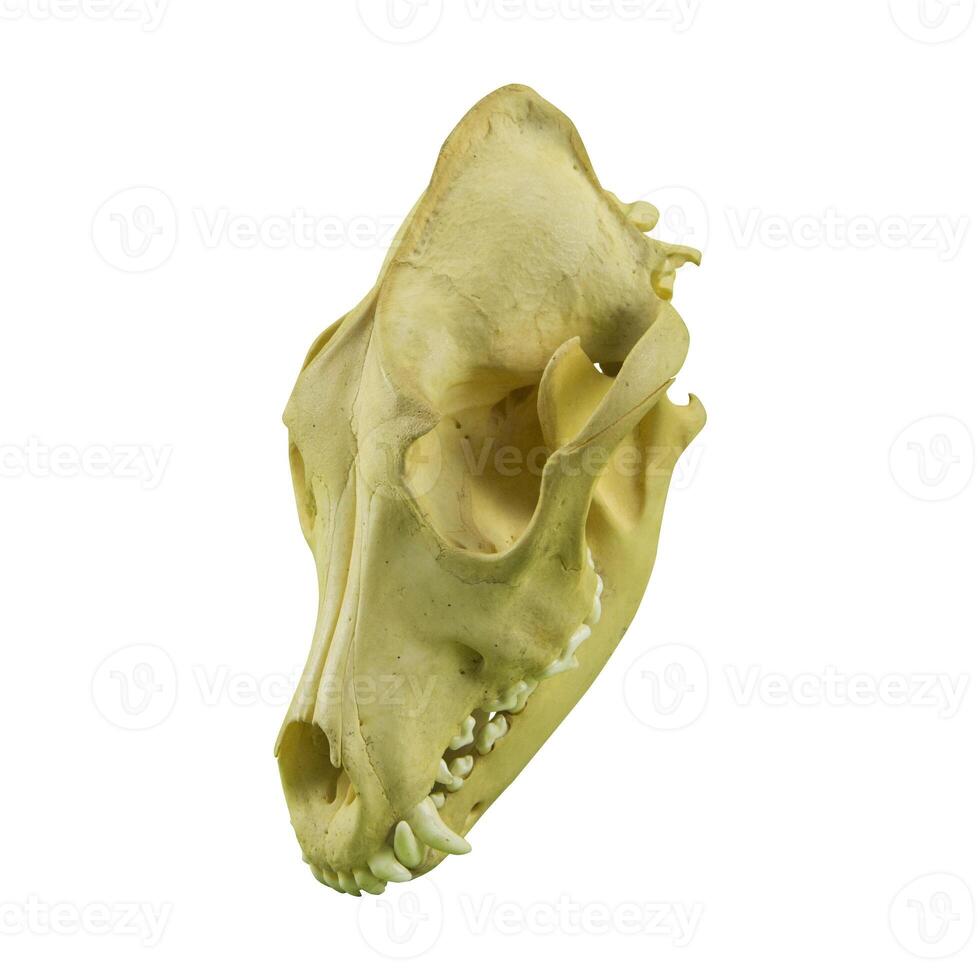 photo of a dog or wolf skull with sharp teeth