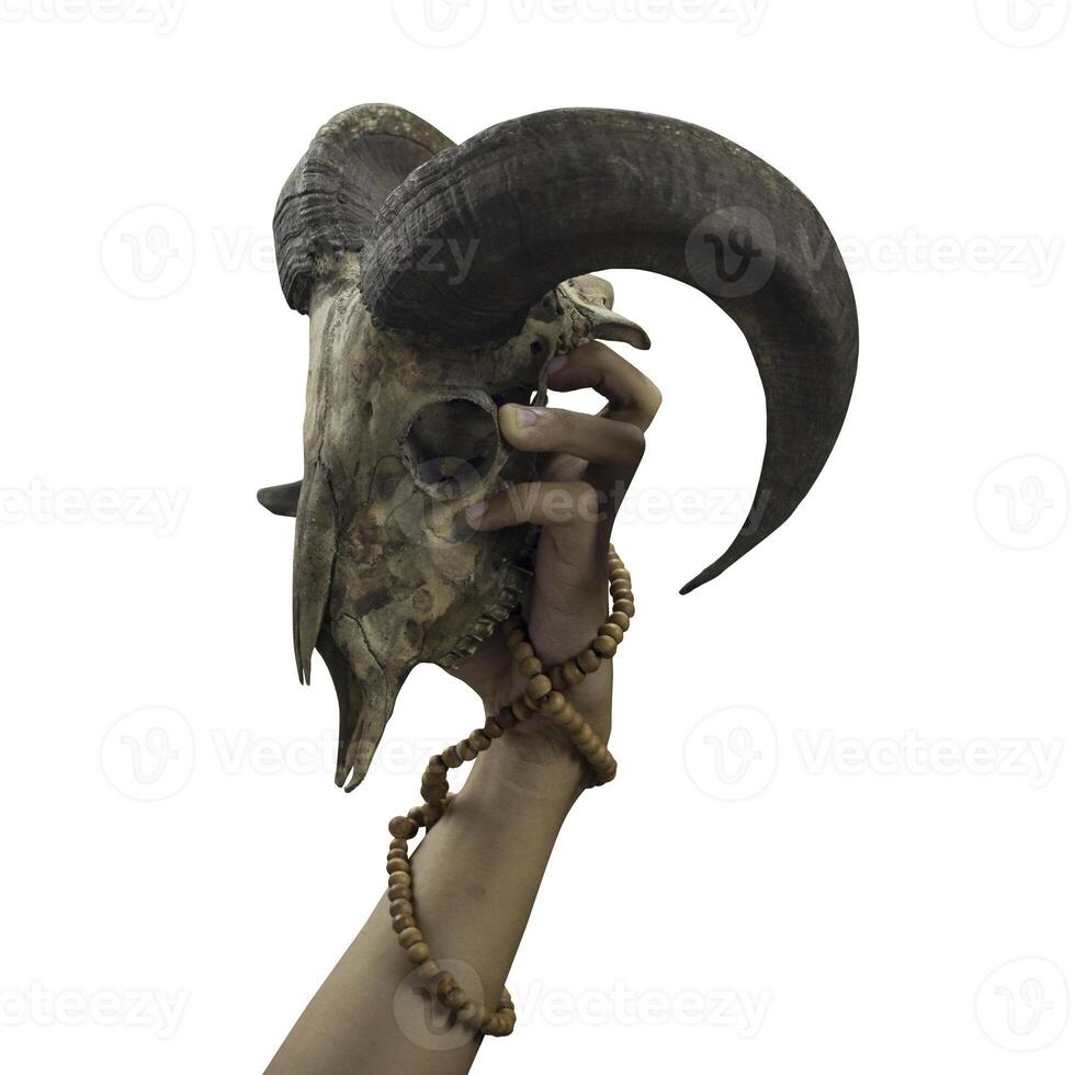 Photo of Horned Goat Or Sheep Hand and Skull