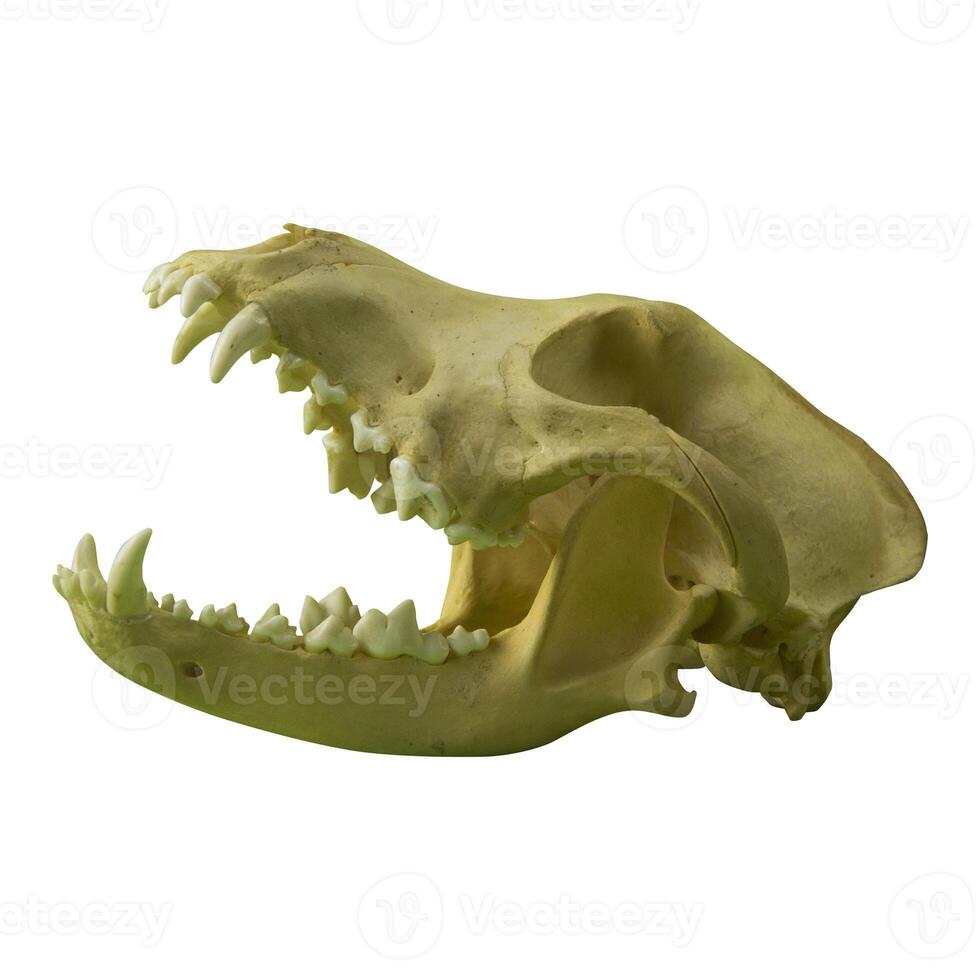 photo of a dog or wolf skull with sharp teeth