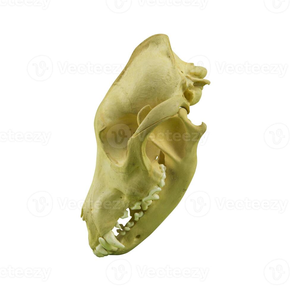 photo of a dog or wolf skull with sharp teeth