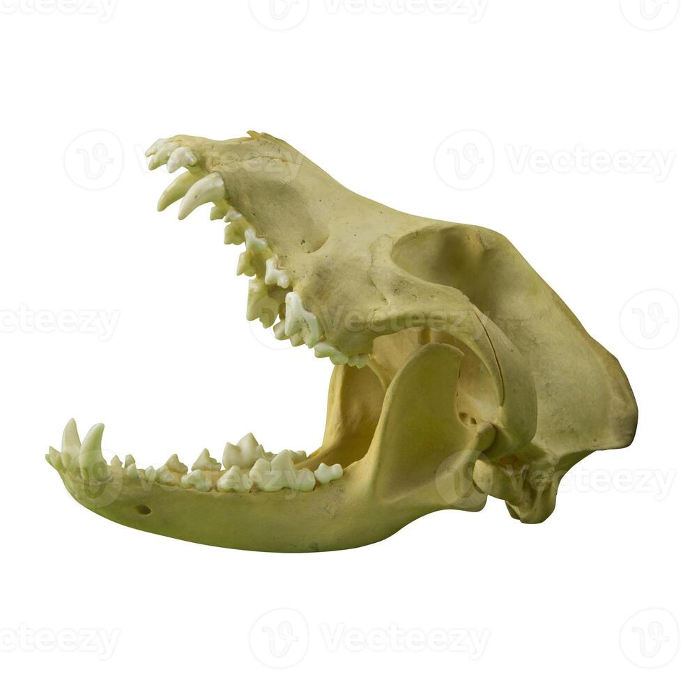 photo of a dog or wolf skull with sharp teeth