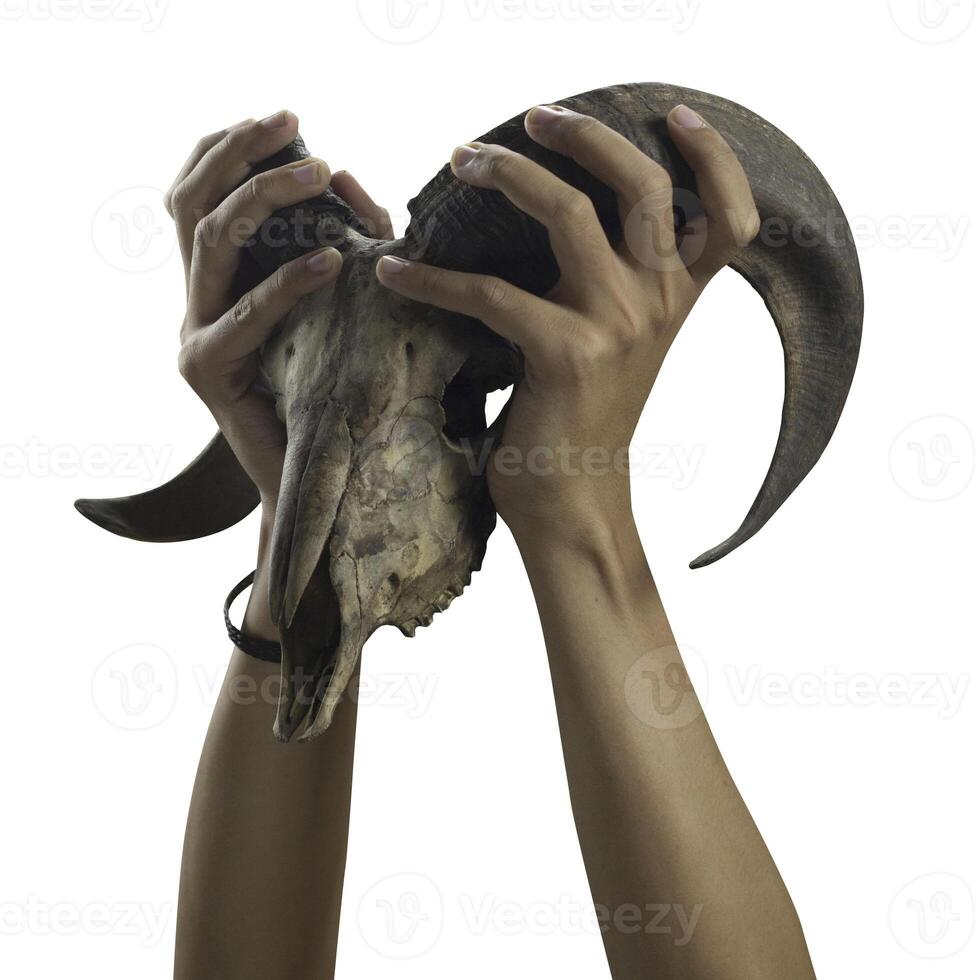 Photo of Horned Goat Or Sheep Hand and Skull