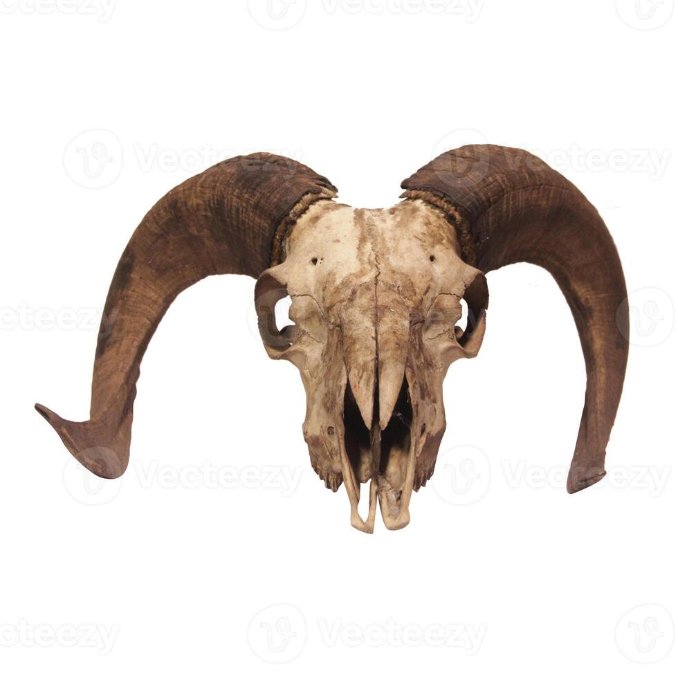 Photo of a goat or sheep skull with horns