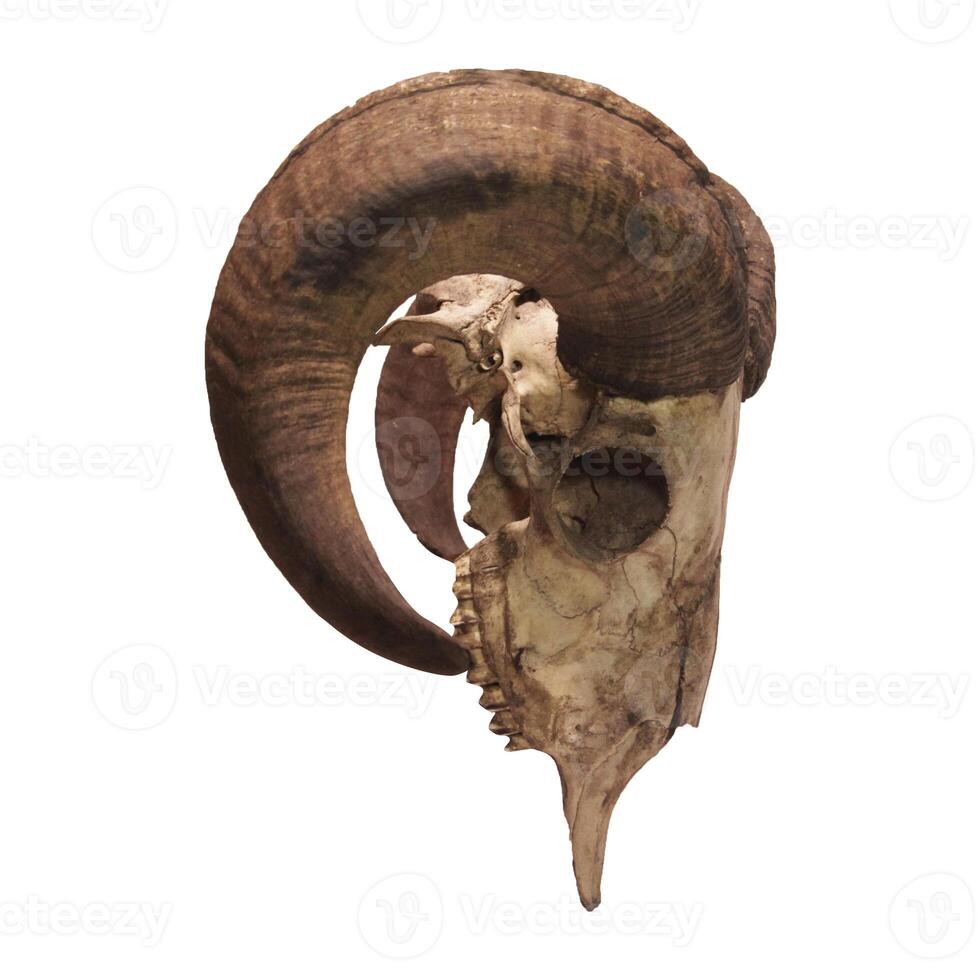 Photo of a goat or sheep skull with horns