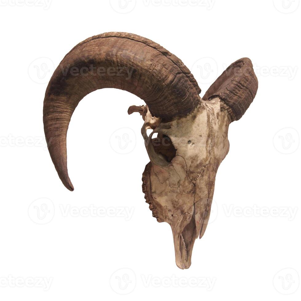 Photo of a goat or sheep skull with horns