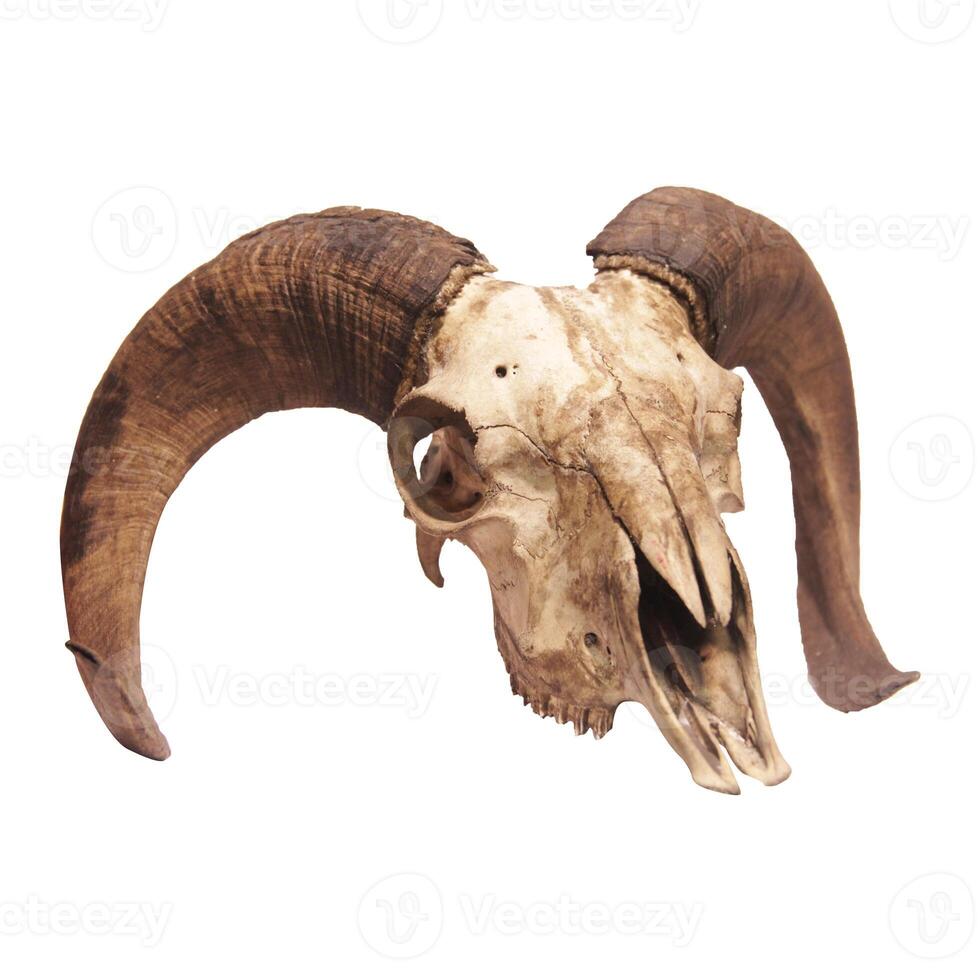 Photo of a goat or sheep skull with horns